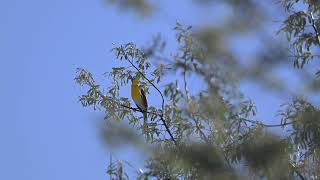 Yellowbreasted Chat