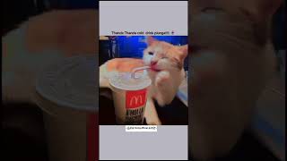 garmi aa gayi 🔥☀️ #allaudio #asthetic #cat #memes