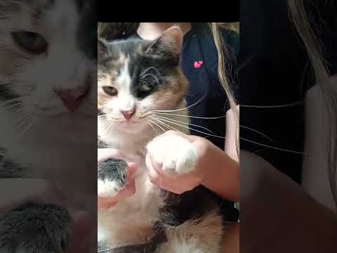 #funny #cat #моякошка