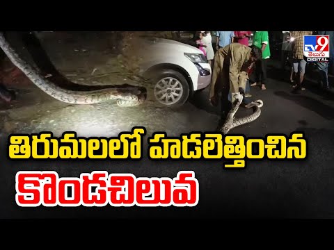Tirumala : తిరుమలలో హడలెత్తించిన కొండచిలువ | Python found in Tirumala - TV9
