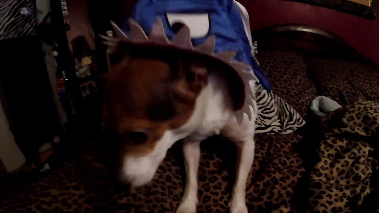 pets hate costumes YouTube