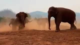 Elephants celebrate the dust party at Elephant Nature Park Resimi