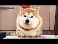 通路で寝てるくせに人が通ると迷惑そうにする柴犬
