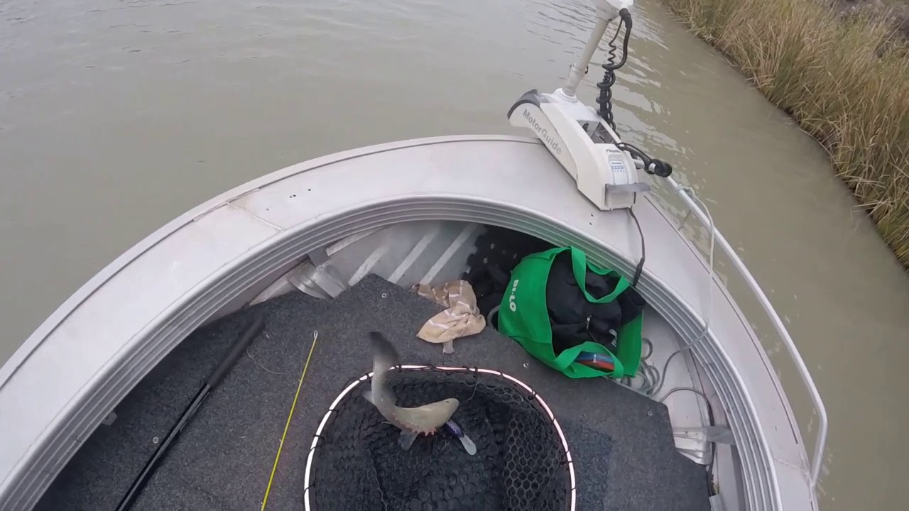 Fishing for Yellow Belly YouTube