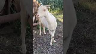 Quality bentim goat available at alshaifarm #barbari #bentum#exotic