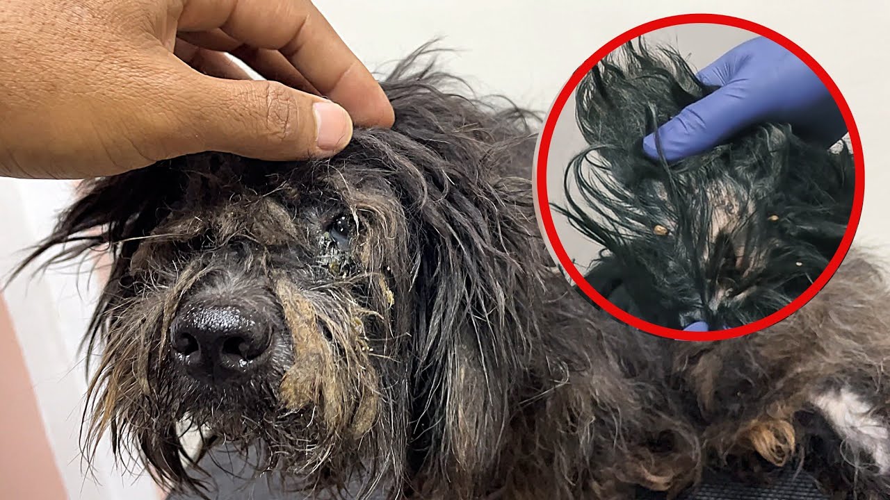 Silent Tiny poodle got his body wrapped with matted hair and Tick