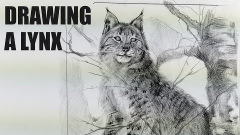 Drawing a Lynx – Step by Step