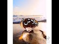 عشنا وشفنا بشر ببلاش عشنا وياريتنا ما شوفناش واللي يدور علشان