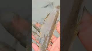 Traditional Cast Net Fishing Technique #fishing #satisfying