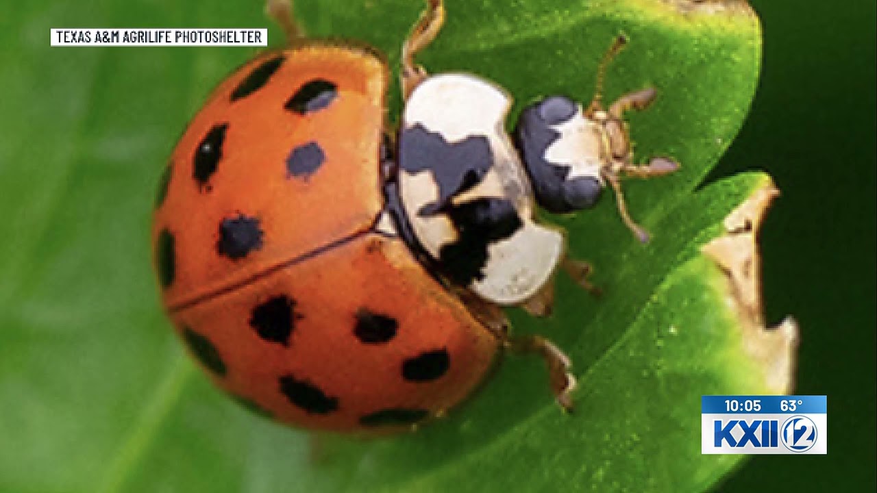 Asian lady beetles invade homes as cooler weather arrives