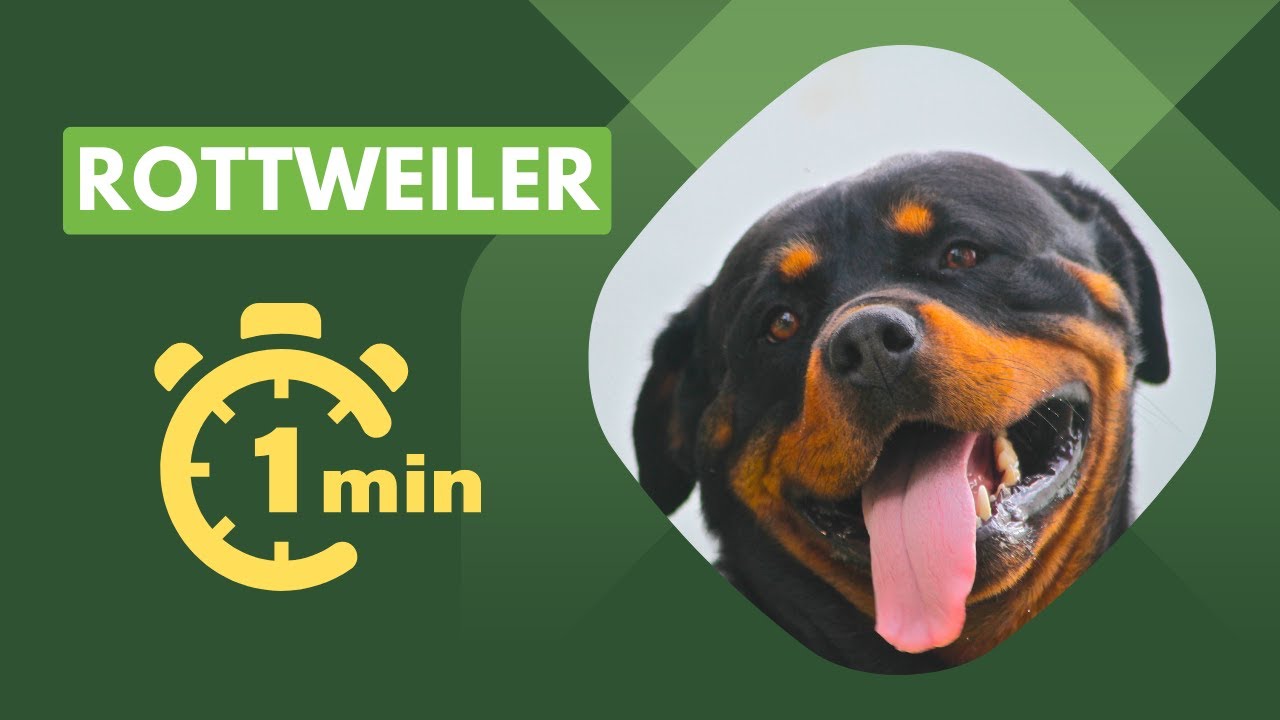 Rottweiler - Ultra Intelligent Dog - YouTube