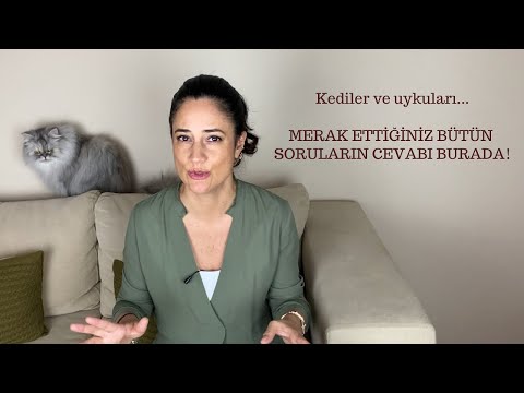 Video: Ulusal Kedi Günü'nde Kedinizle Washington'a Bir Yolculuk Kazanın