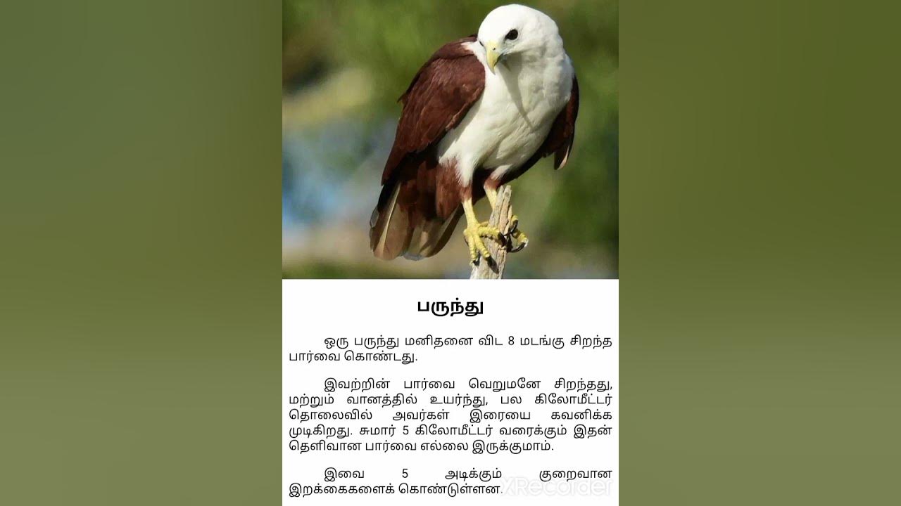 Birds facts in Tamil Hawk Tamil new facts YouTube