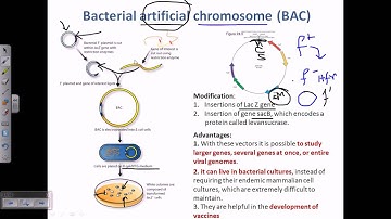 Bacterial artifical chromosome (BACs)