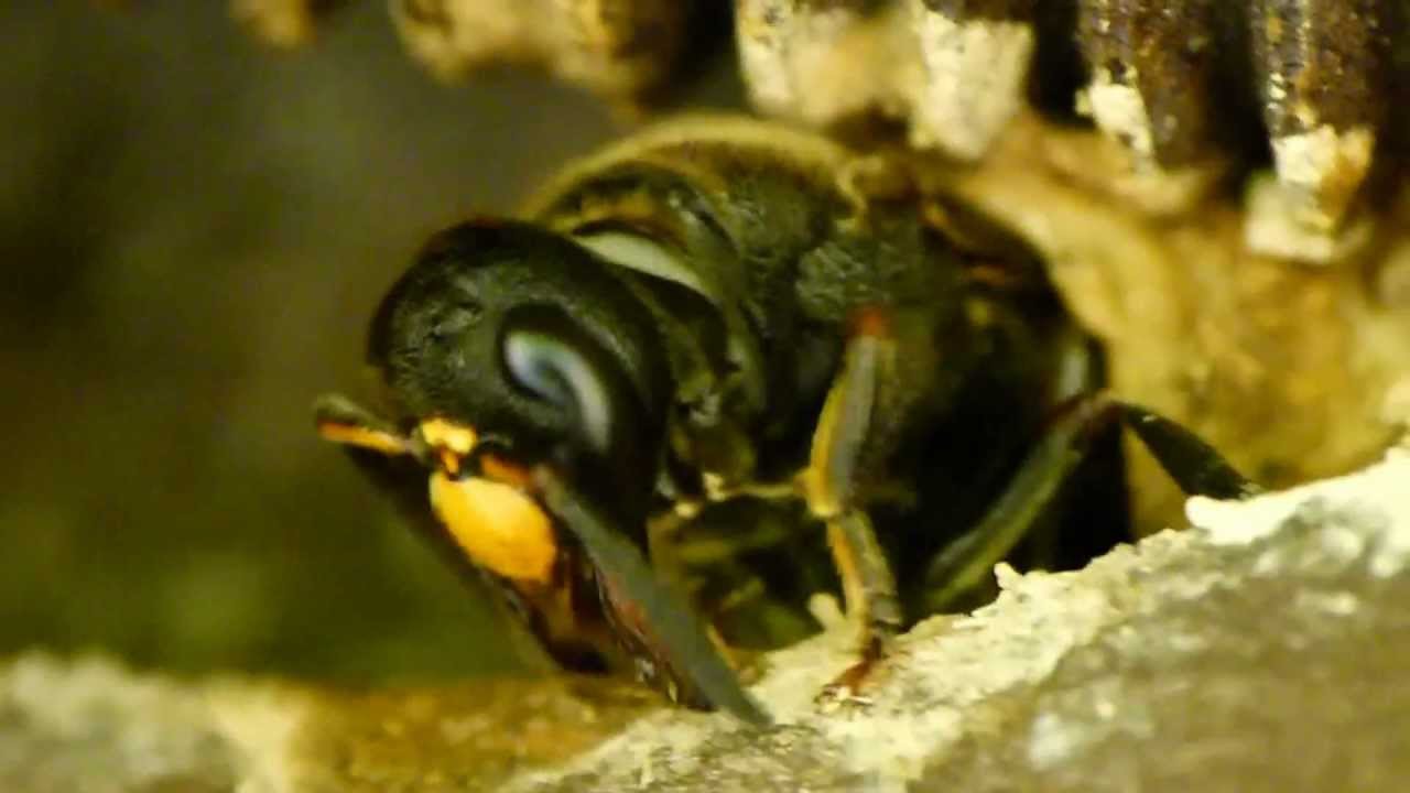 Chimney Mason Wasp How to Build a Chimney エントツドロバチ♀の煙突作り YouTube