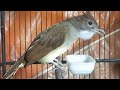 Suara Cucak Jenggot Gacor Untuk Terapi Jenggot Bahan Mp3 - Mp4 Download