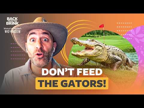 Why Feeding an Alligator Is the Worst Thing You Can Do