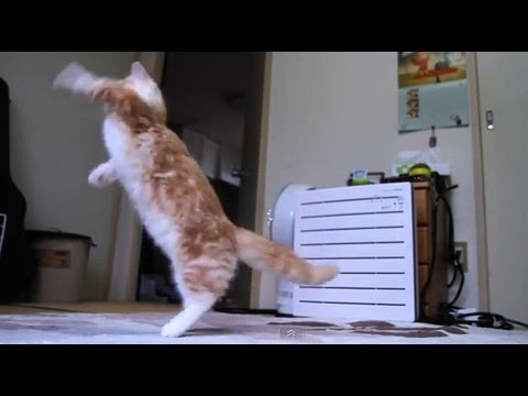 soap bubbles how to make Cat discovers soap bubbles - Munchkin Kitten
