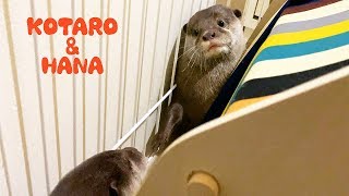カワウソコタローとハナ　かくれんぼ？鬼ごっこ？まるで人間の子供の遊び方　Otter Kotaro&Hana 