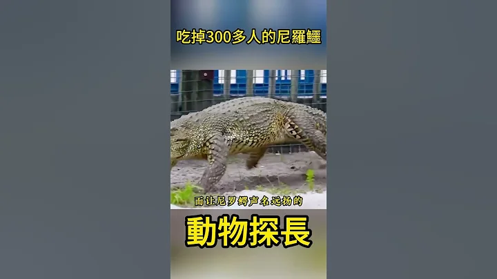 幾年吃掉300多人的尼羅鱷 #動物科普 #鱷魚 - 天天要聞