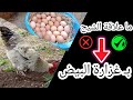 فوائد الشيح للدواجن تربية الدجاج تربية الدجاج البلدي زيادة إنتاج البيض تربية الدجاج البياض 