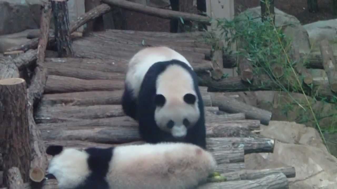 Zoo De Beauval, Les pandas géants