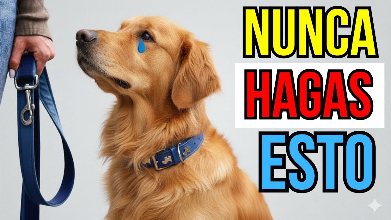 7 cosas que tu perro NUNCA te perdonará (¡Muchos dueños no lo saben!)