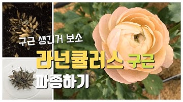 라넌큘러스농장 - YouTube 라넌큘러스농장 - Youtube