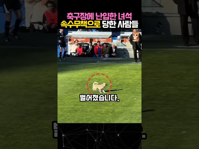 축구장에 난입해 모두를 제치고 다닌 강아지 #강아지 #웃긴영상 #dog