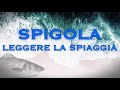 Spinning Spigola - Leggere la Spiaggia