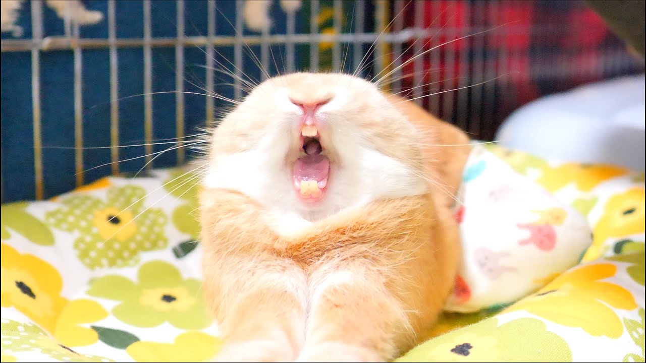 今日の麦ちゃんno 61 あくびをしたり頭ブルブルさせたり穴掘りしたり Youtube 今日の麦ちゃんno 61 あくびをしたり頭ブルブルさせたり穴掘りしたり Youtube