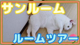 猫のキクちゃんが新しいサンルームを紹介するにゃ！☆Kiku, the cat, introduces a new sumroom