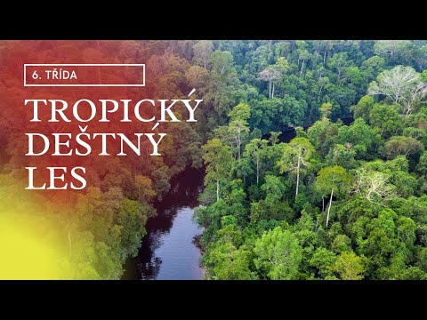 Video: Jaká je vegetace v tropickém deštném pralese?