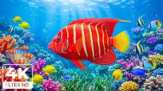 Relaxing 4K Aquarium 🐠 Crystal Clear Reef Fish &amp; Ocean Ambience for Deep Sleep and Meditation-No Ads