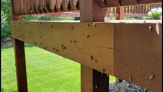 Extreme Cicada Home Makeover  Ballwin MO  52024