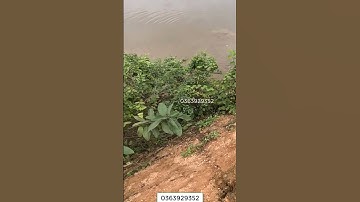 Nỏ bắn cá V1 chưa bao giờ làm tôi thất vọng