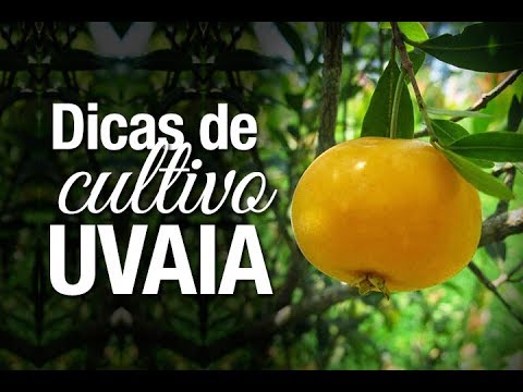 Vídeo: Variedades de azeda: informações sobre o cultivo de diferentes plantas de azeda