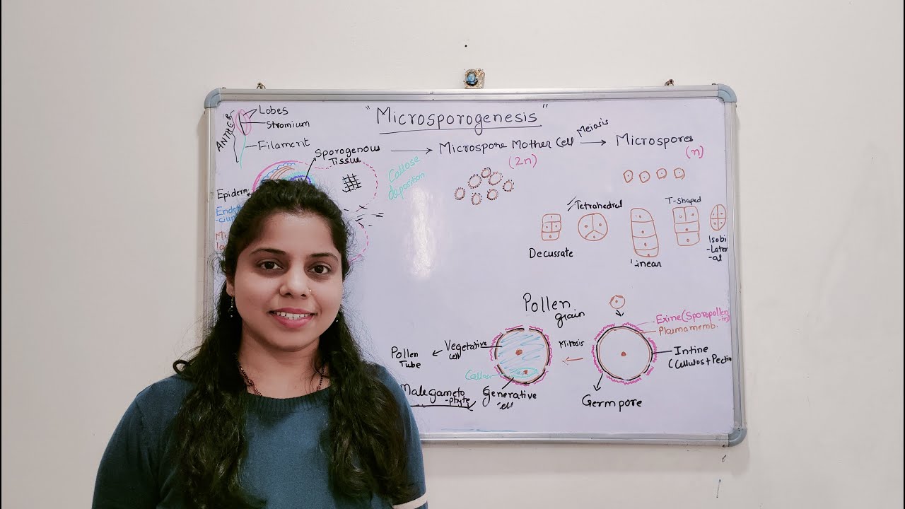 Microsporogenesis and Microgametogenesis | Male Gametophyte | Types of ...