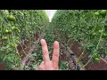 Seconda defogliazione Pomodoro in Serra perché e a quali pericoli andiamo incontro