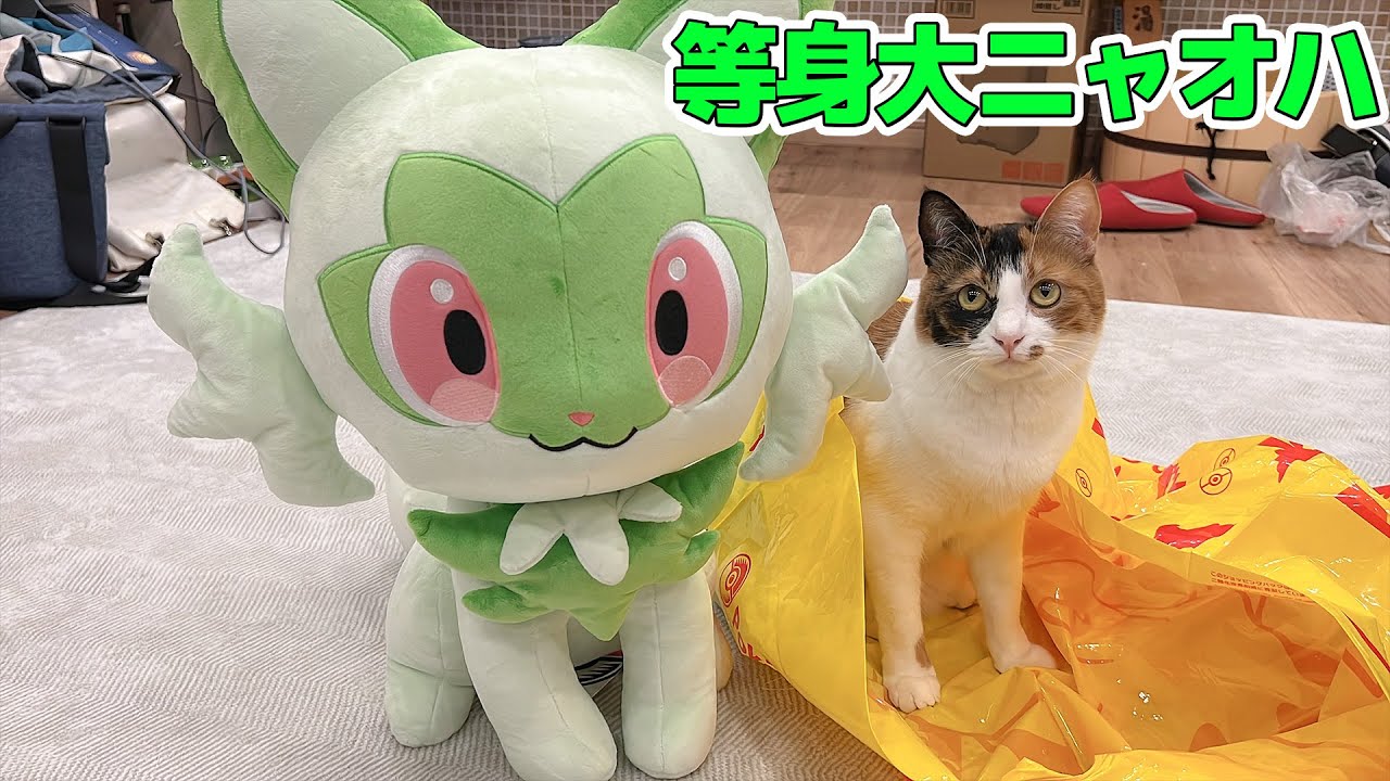 等身大タマザラシ、ニャオハ 等身大のニャオハを買ったら猫の数倍デカかったんですけど
