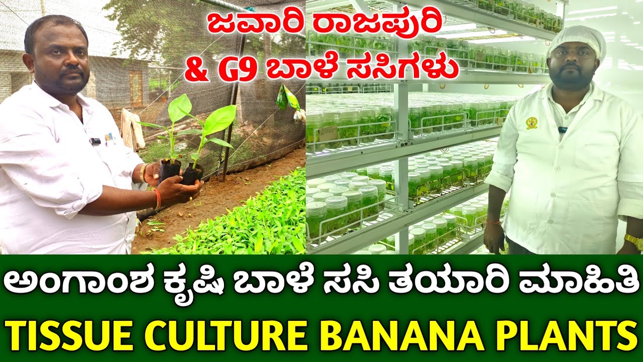 ಜವಾರಿ ರಾಜಾಪುರಿ ಅಂಗಾಂಶ ಕೃಷಿ ಬಾಳೆ ಸಸಿ ತಯಾರಿ | tiassue culture banana plant | banana farming in kannada