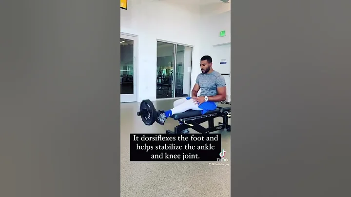 The Tibialis Anterior(front of the shin) is often neglected.