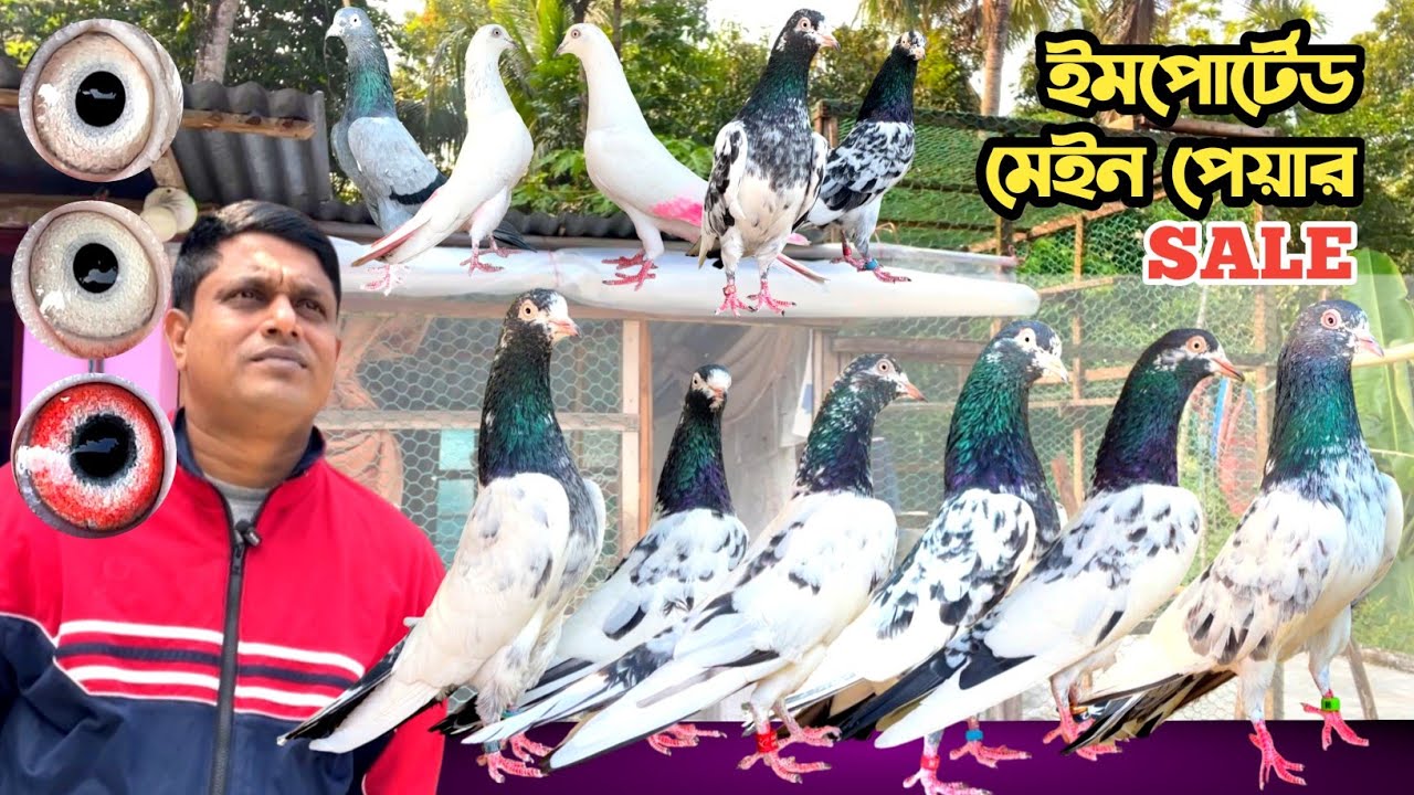 ওমান এবং দুবাইয়ের টেডি বিক্রি হবে।। ১২৪টেডি,ওমানি টেডি, কেটিএম টেডি।। #pigeon #teddypigeons