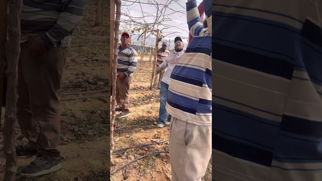 تقليم العنب في السنة الاولي (إيرلي فليم) زراعة فبراير الماضي pruning erly flame in the first year