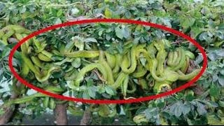 यहां खाने के लिए होती है सांपों की खेती, 3 Lakh सांप साल भर में पैदा होते है | Snakes Farming