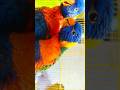Rainbow lorikeet price update #birdsmarket #parrot #birds #kolkatabirdmarket