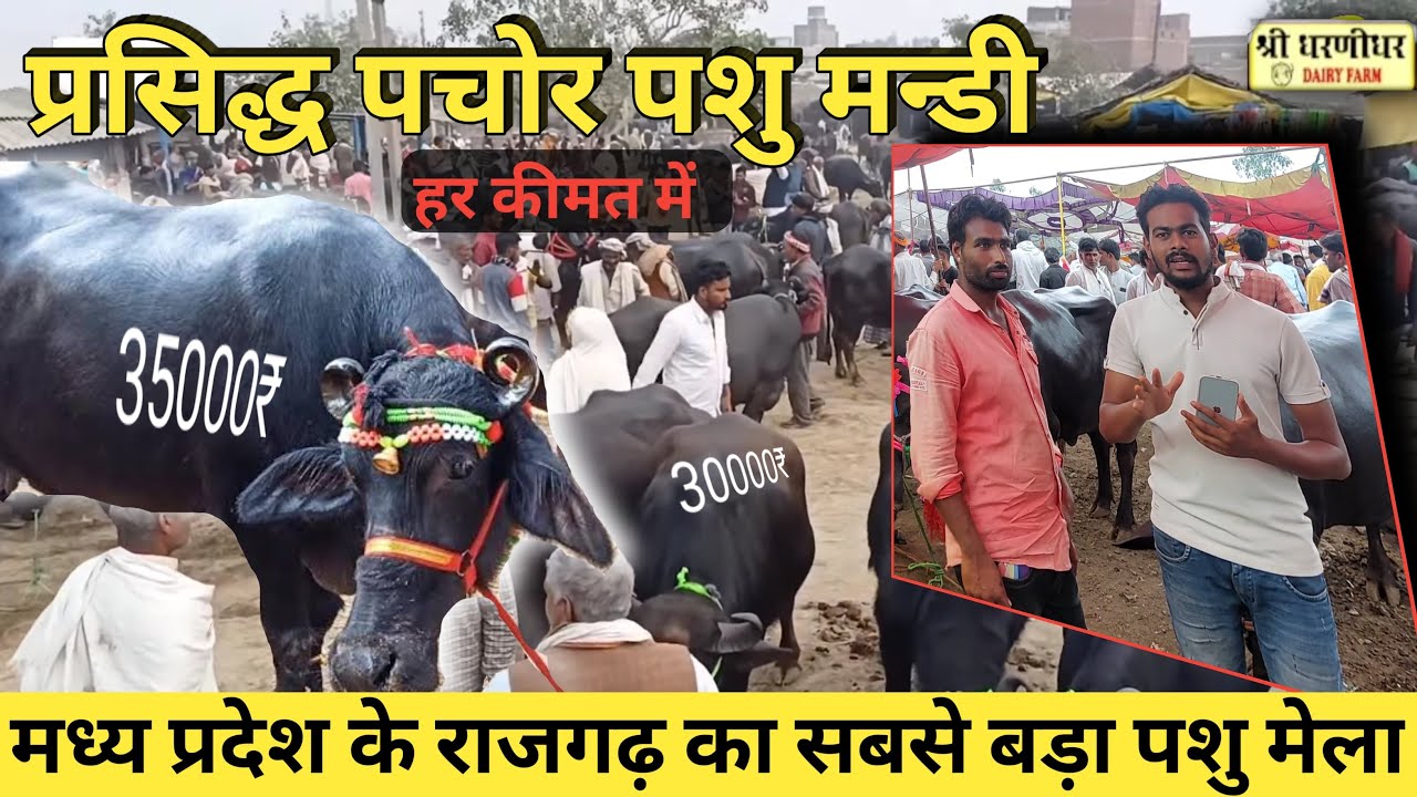 राजगढ़ जिले की प्रसिद्ध पचोर पशु मंडी व पशु हाट | pachore rajghar, MP ...