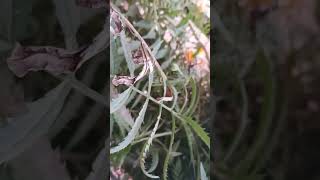 Download Lagu trees and flower are the life of planet save water save earth #reels #viral #facebook #learning MP3