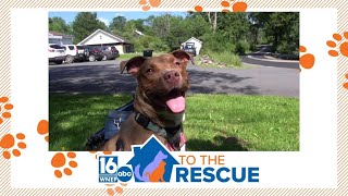16 To The Rescue: Alexandria
