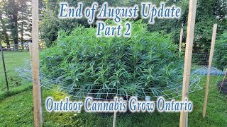End of August update, Part 2.  Outdoor Cannabis Grow Ontario 2021